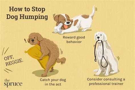 dog rimming|Why Dogs Hump and How to Stop It .